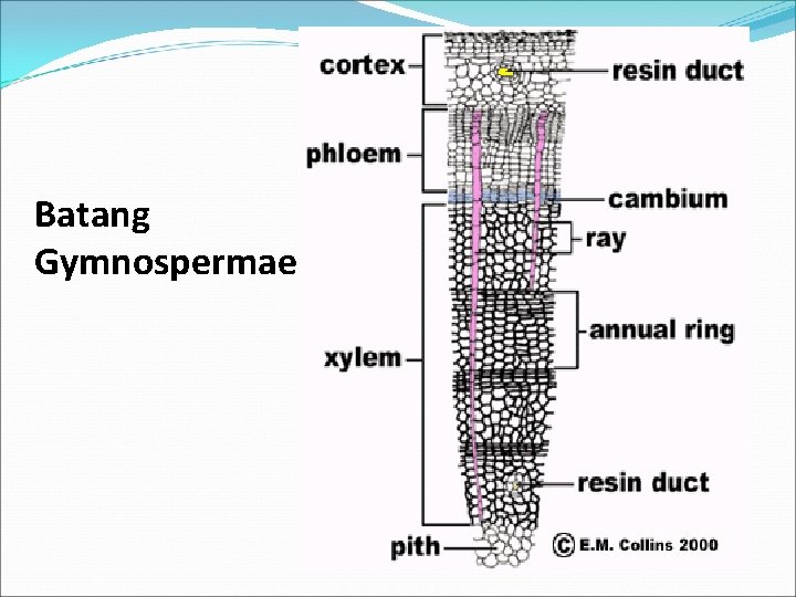 Batang Gymnospermae 
