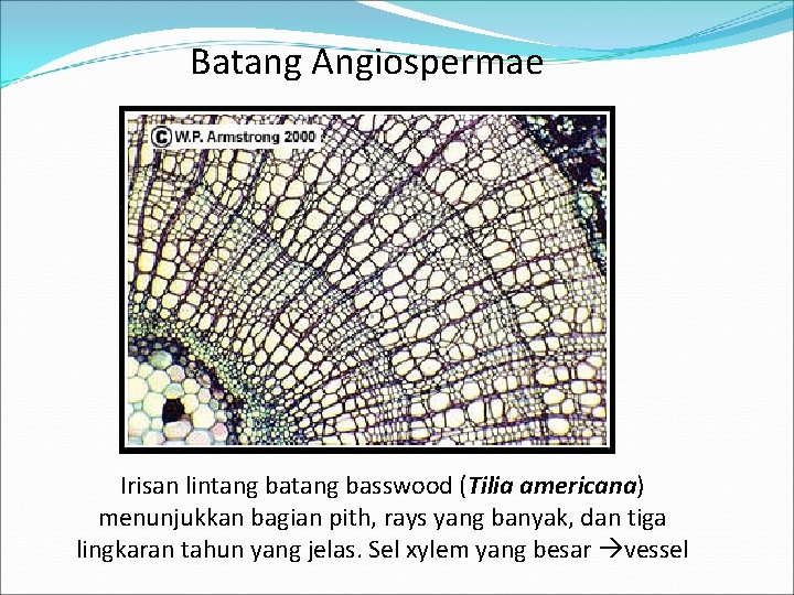 Batang Angiospermae Irisan lintang basswood (Tilia americana) menunjukkan bagian pith, rays yang banyak, dan