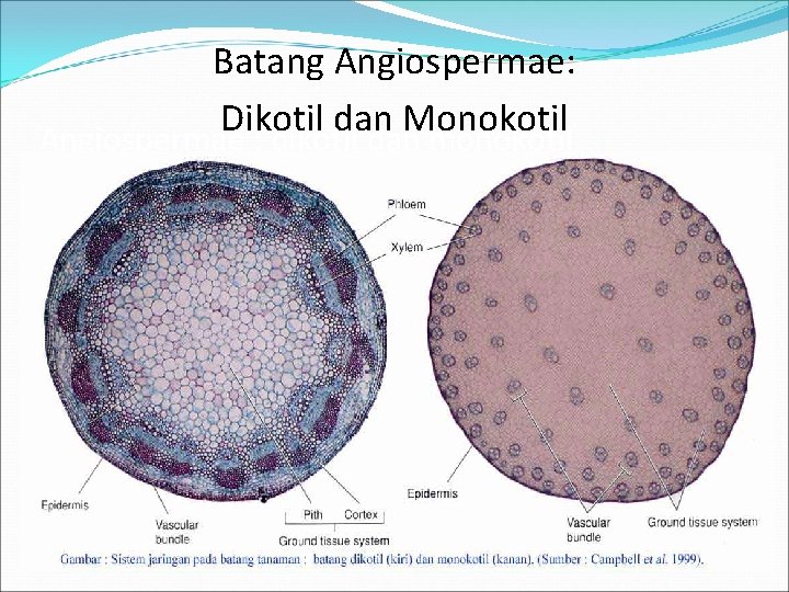 Batang Angiospermae: Dikotil dan Monokotil Angiospermae : dikotil dan monokotil 