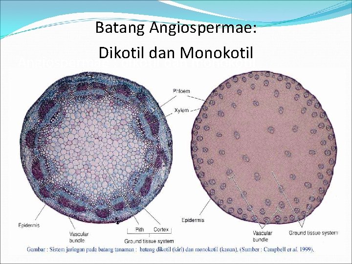 Batang Angiospermae: Dikotil dan Monokotil Angiospermae : dikotil dan monokotil 