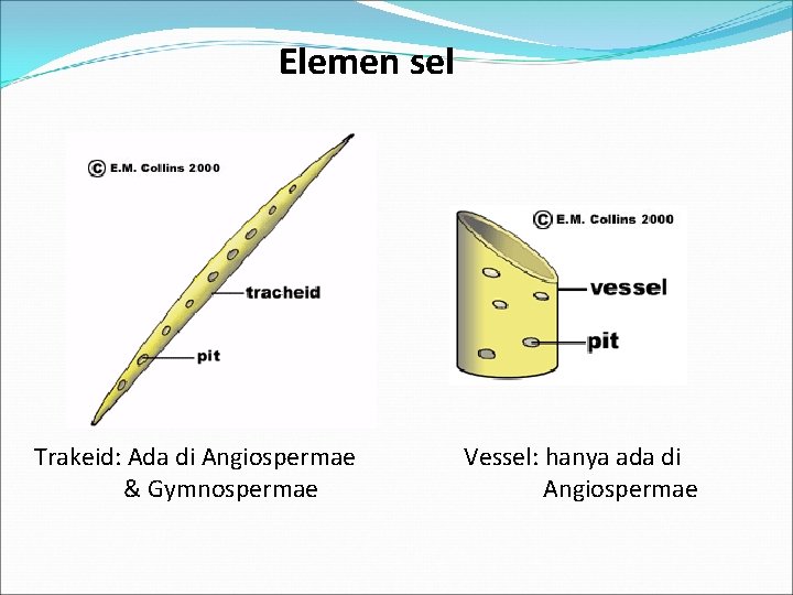 Elemen sel Trakeid: Ada di Angiospermae & Gymnospermae Vessel: hanya ada di Angiospermae 