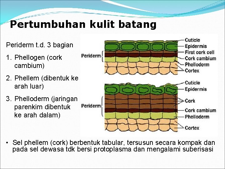 Pertumbuhan kulit batang Periderm t. d. 3 bagian 1. Phellogen (cork cambium) 2. Phellem