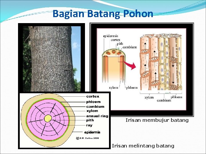 Bagian Batang Pohon Irisan membujur batang epidermis Irisan melintang batang 