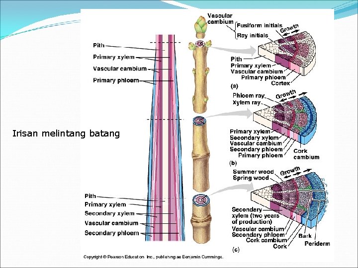 Irisan melintang batang 