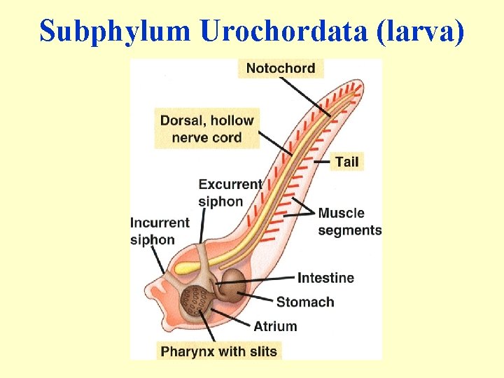 Subphylum Urochordata (larva) 