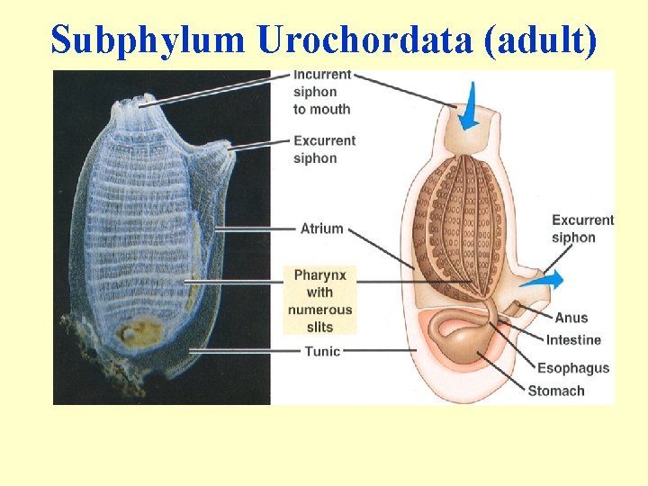 Subphylum Urochordata (adult) 