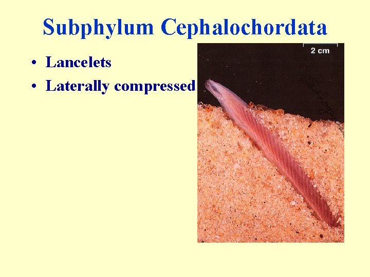 Subphylum Cephalochordata • Lancelets • Laterally compressed 