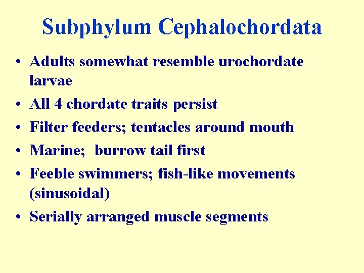 Subphylum Cephalochordata • Adults somewhat resemble urochordate larvae • All 4 chordate traits persist