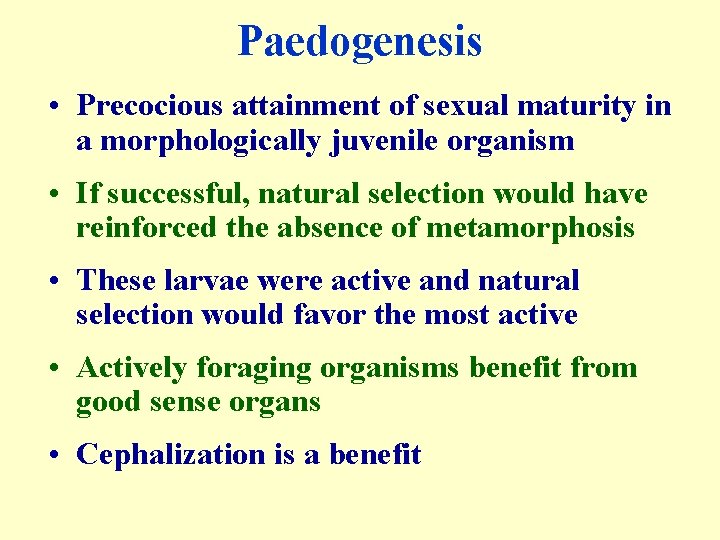 Paedogenesis • Precocious attainment of sexual maturity in a morphologically juvenile organism • If