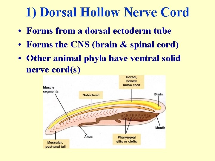 1) Dorsal Hollow Nerve Cord • Forms from a dorsal ectoderm tube • Forms