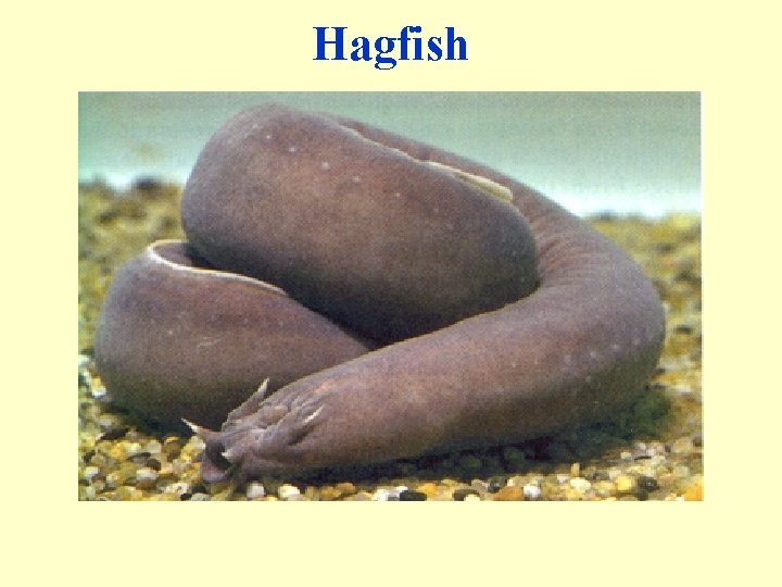 Hagfish 