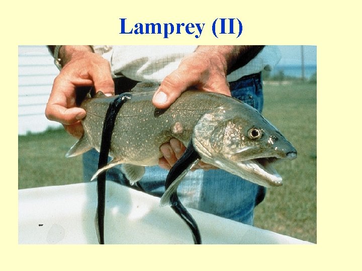 Lamprey (II) 