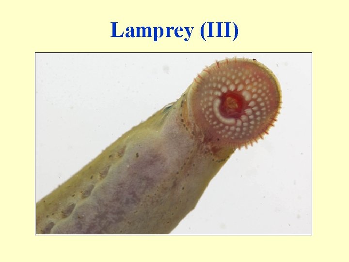 Lamprey (III) 