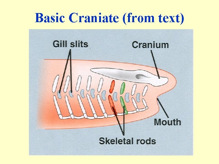 Basic Craniate (from text) 