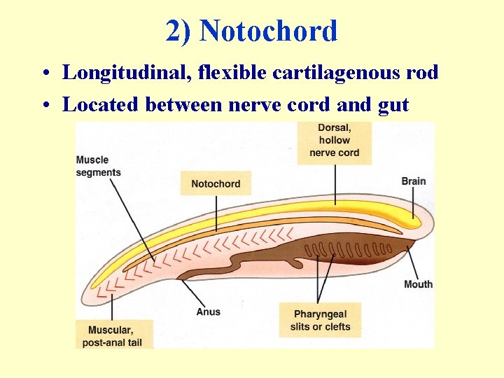2) Notochord • Longitudinal, flexible cartilagenous rod • Located between nerve cord and gut