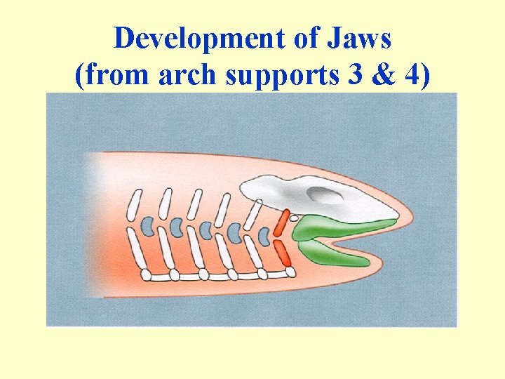 Development of Jaws (from arch supports 3 & 4) 