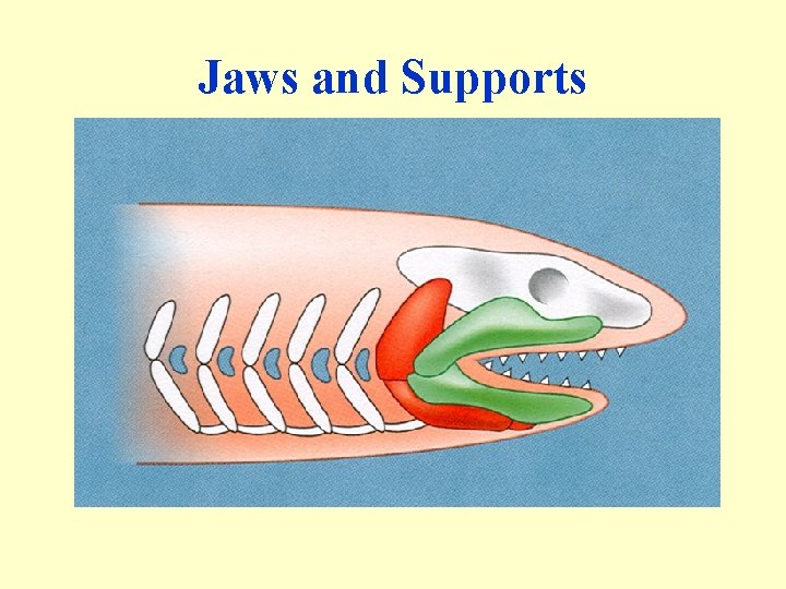 Jaws and Supports 
