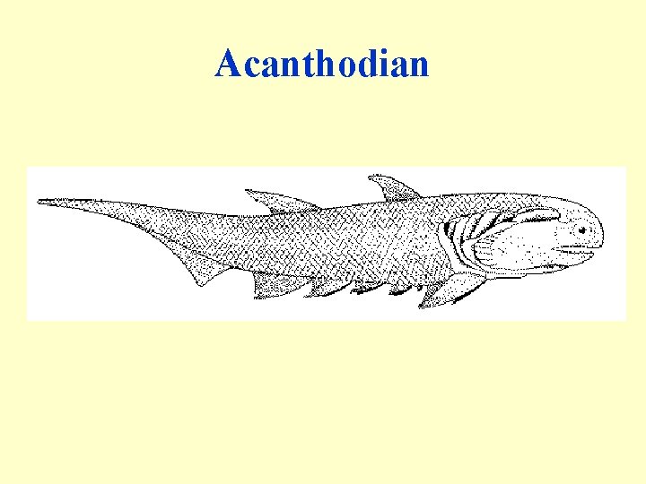 Acanthodian 