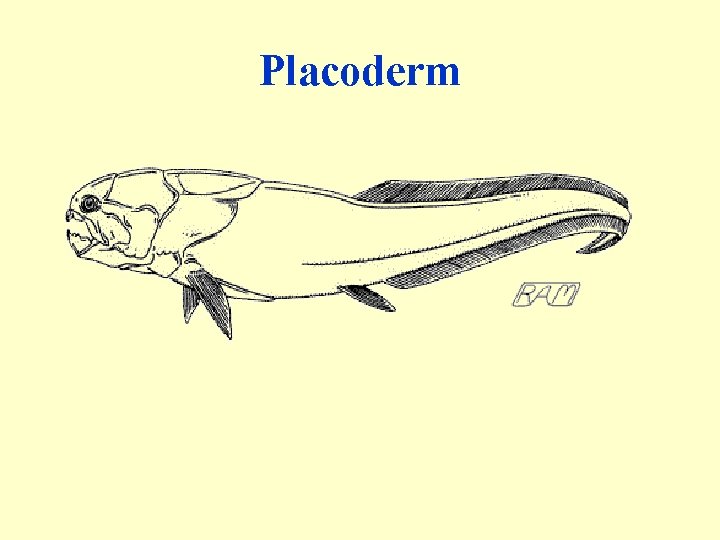 Placoderm 