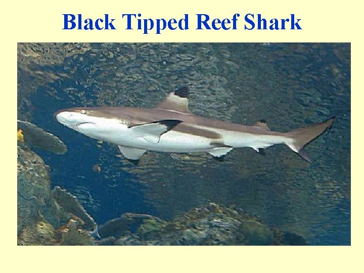 Black Tipped Reef Shark 