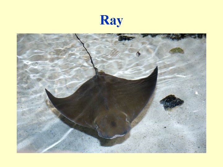 Ray 