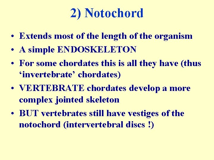 2) Notochord • Extends most of the length of the organism • A simple