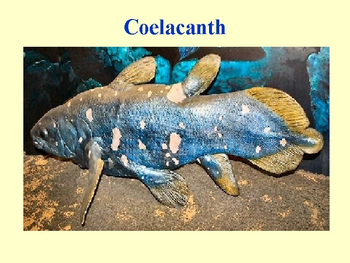 Coelacanth 