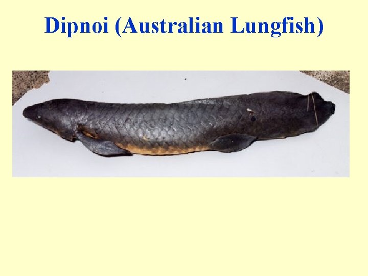 Dipnoi (Australian Lungfish) 