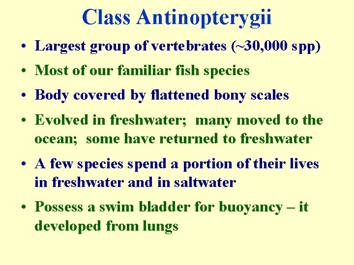 Class Antinopterygii • Largest group of vertebrates (~30, 000 spp) • Most of our