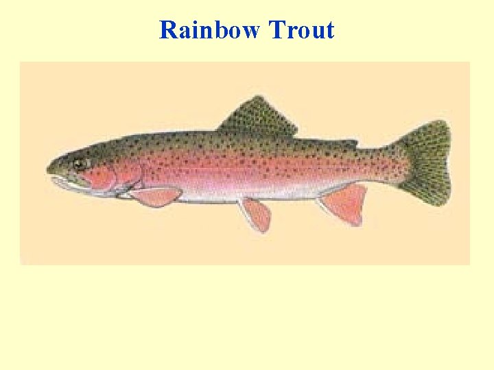 Rainbow Trout 