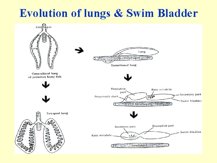 Evolution of lungs & Swim Bladder 