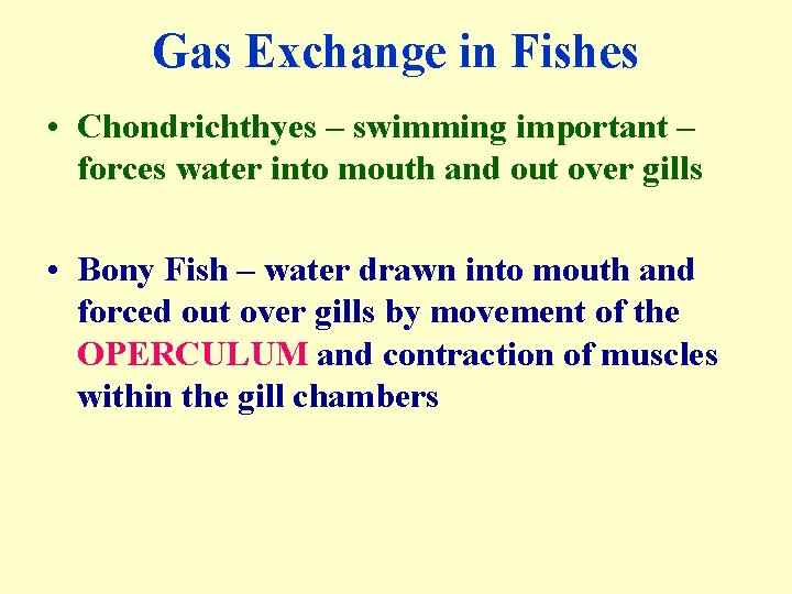 Gas Exchange in Fishes • Chondrichthyes – swimming important – forces water into mouth