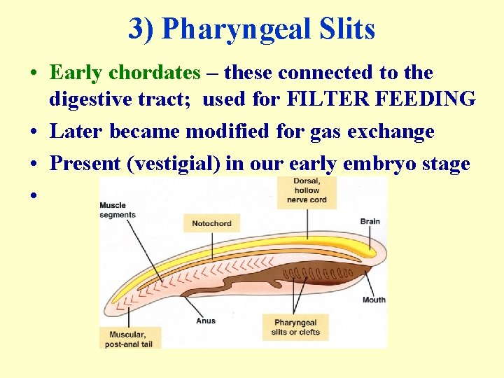 3) Pharyngeal Slits • Early chordates – these connected to the digestive tract; used