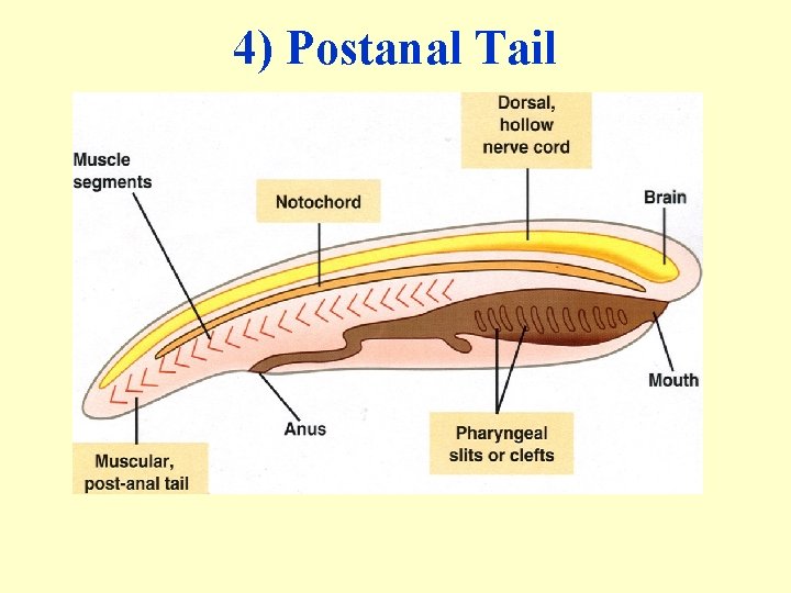 4) Postanal Tail 