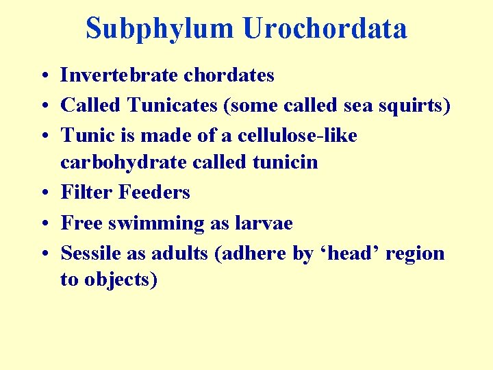 Subphylum Urochordata • Invertebrate chordates • Called Tunicates (some called sea squirts) • Tunic