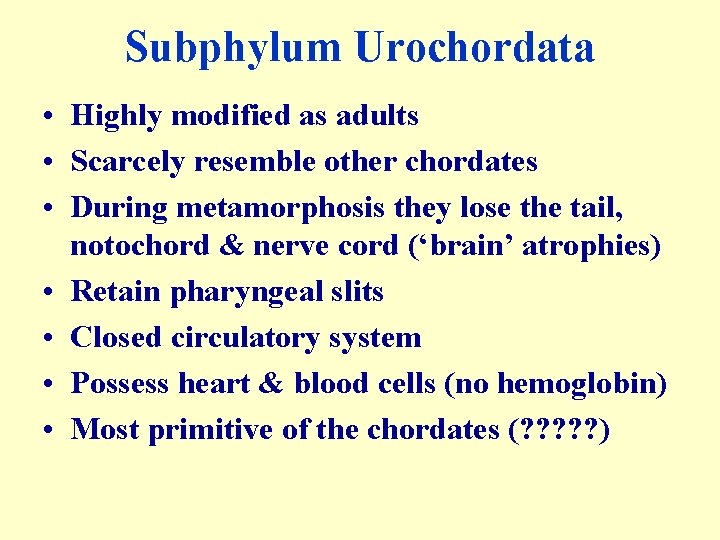 Subphylum Urochordata • Highly modified as adults • Scarcely resemble other chordates • During