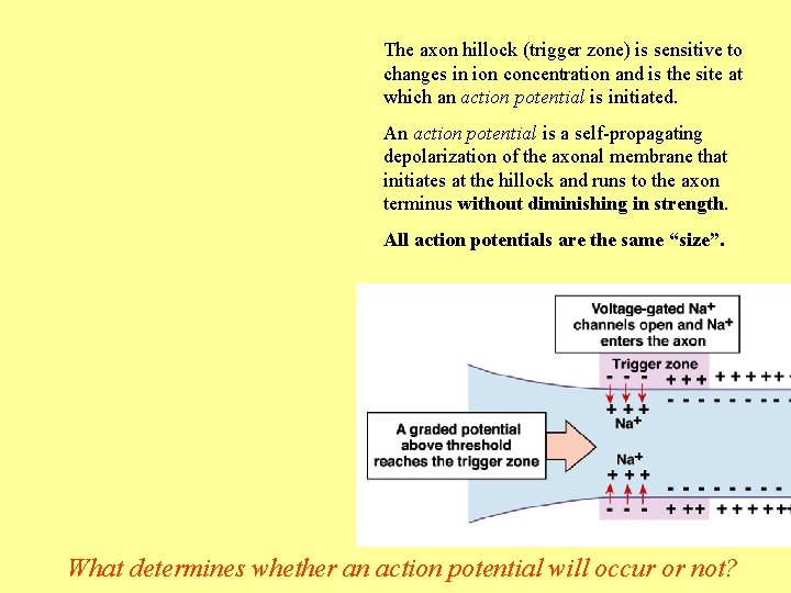 The axon hillock (trigger zone) is sensitive to changes in ion concentration and is