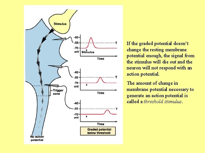 If the graded potential doesn’t change the resting membrane potential enough, the signal from