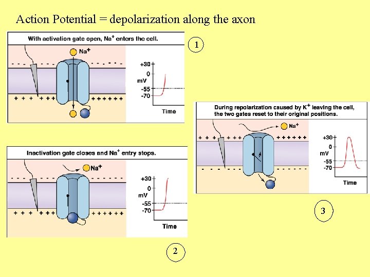 Action Potential = depolarization along the axon 1 3 2 