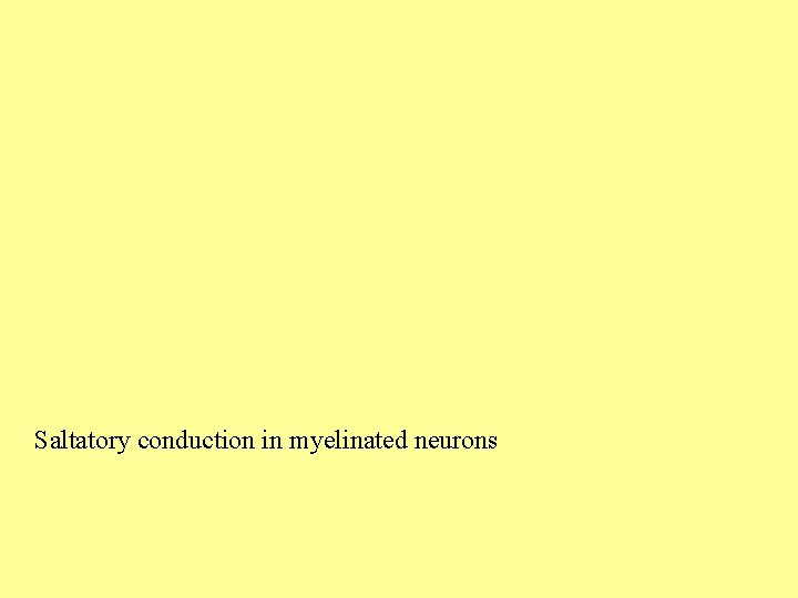 Saltatory conduction in myelinated neurons 