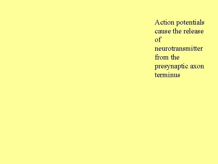 Action potentials cause the release of neurotransmitter from the presynaptic axon terminus 