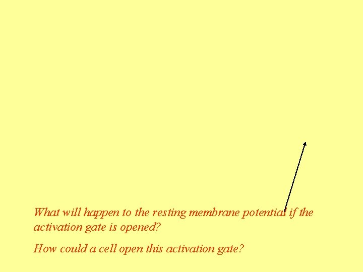 What will happen to the resting membrane potential if the activation gate is opened?