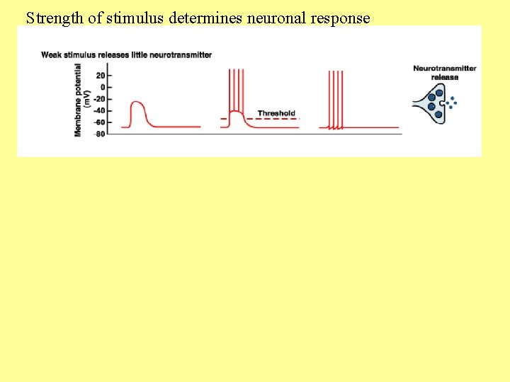 Strength of stimulus determines neuronal response 