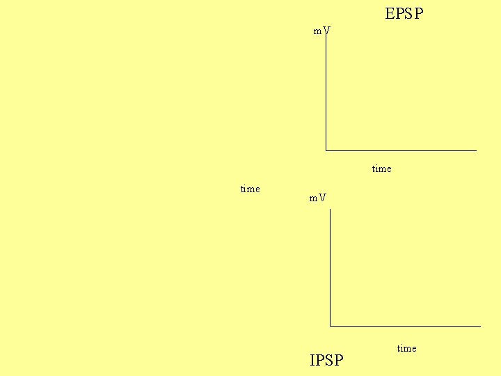 EPSP m. V time m. V IPSP time 