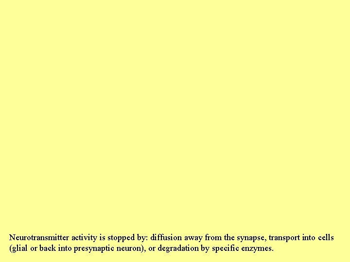 Neurotransmitter activity is stopped by: diffusion away from the synapse, transport into cells (glial