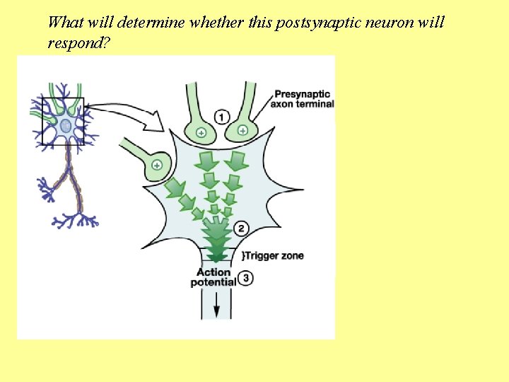 What will determine whether this postsynaptic neuron will respond? 