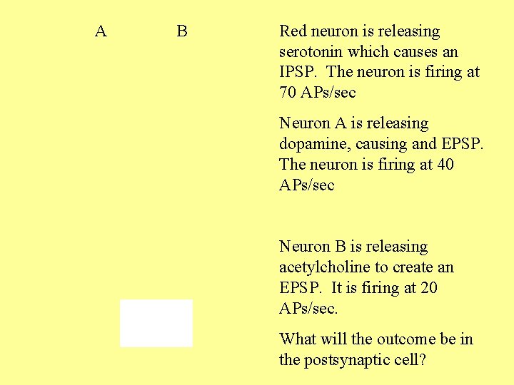 A B Red neuron is releasing serotonin which causes an IPSP. The neuron is