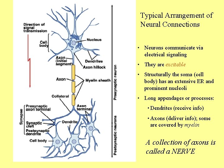 Typical Arrangement of Neural Connections • Neurons communicate via electrical signaling • They are