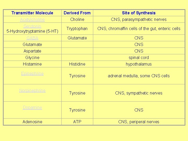 Transmitter Molecule Derived From Site of Synthesis Acetylcholine CNS, parasympathetic nerves Serotonin 5 -Hydroxytryptamine