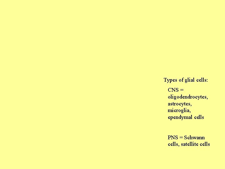 Types of glial cells: CNS = oligodendrocytes, astrocytes, microglia, ependymal cells PNS = Schwann